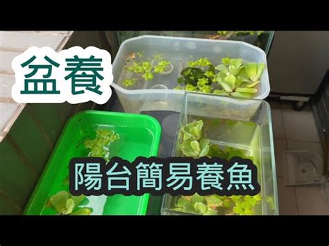 陽台 養魚|陽台隨意養 無設備養孔雀魚和蝦 靠太陽和水草